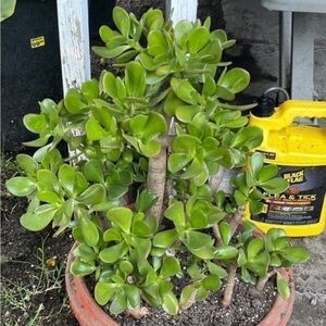 Colorful green jade plant succulent cuttings
